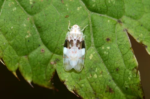Hymetta anthisma