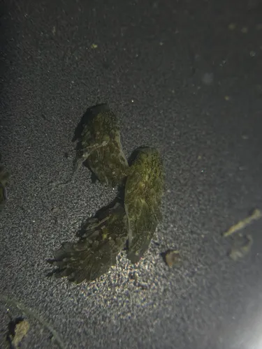 Alderia harvardiensis
