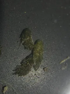 Alderia harvardiensis thumbnail 1