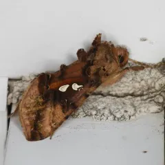 Two-spotted Looper Moth thumbnail 1