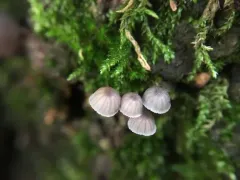 Steely Bonnet thumbnail 4