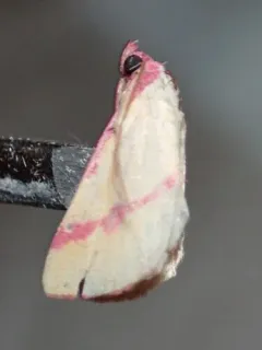 Ernestine's Moth thumbnail 2