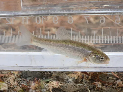 Alvord Chub