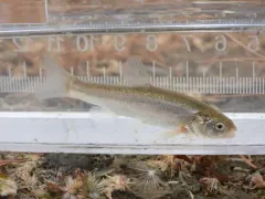 Alvord Chub thumbnail 1