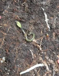 Green Worm thumbnail 3