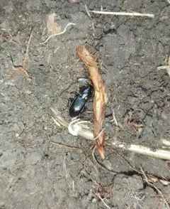 Pterostichus luctuosus thumbnail 2
