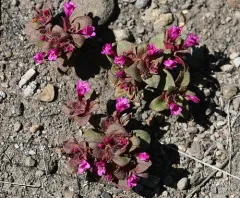 Cascade Monkeyflower thumbnail 2