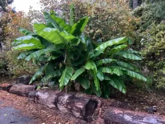 Japanese banana thumbnail 3