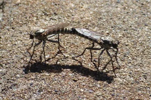 Lasiopogon trivittatus