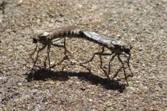 Lasiopogon trivittatus thumbnail 1