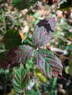 pale bramble rust thumbnail 1