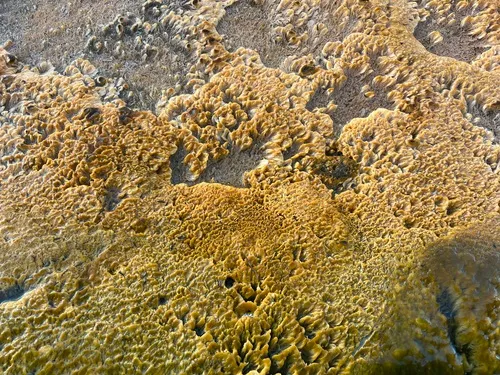 Leptolyngbya laminosa