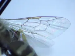 Calliopsis personata thumbnail 2