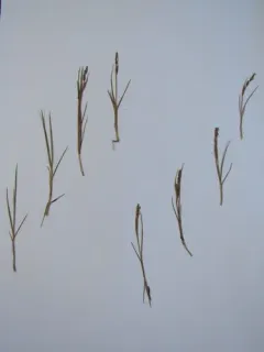 saltmarsh sedge thumbnail 4
