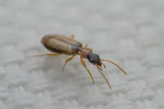 Philorhizus melanocephalus thumbnail 4