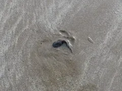 Atlantic Snailfish thumbnail 3