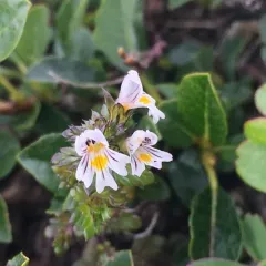 Common Eyebright thumbnail 4
