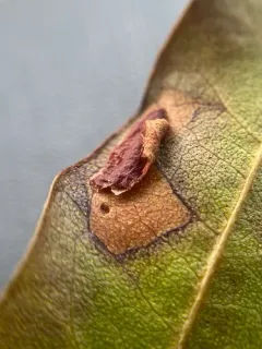 Coleophora paludoides thumbnail 1