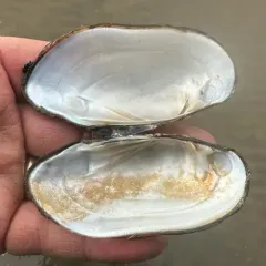 Yellow Sandshell thumbnail 4