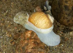 Arctic moonsnail thumbnail 2