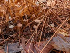 horsehair fungus thumbnail 3
