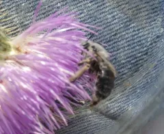 Anthophora affabilis thumbnail 2