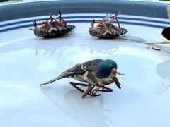 American Horse Fly thumbnail 1