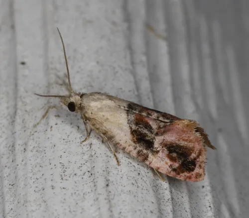 Holland's Cochylid Moth