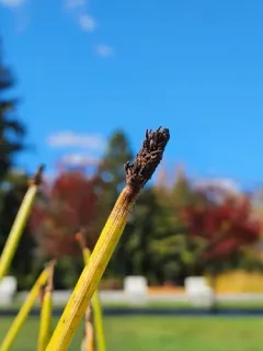 Eleocharis ergot thumbnail 1