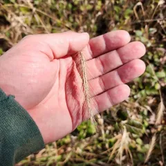 silky wild rye thumbnail 3
