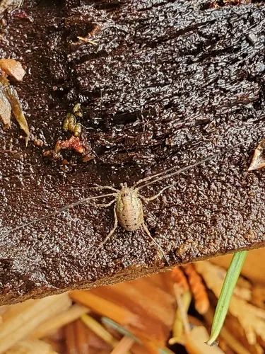 Paroligolophus meadii