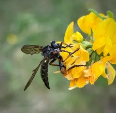 Nevadasilus auriannulatus thumbnail 2
