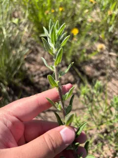 Heterotheca angustifolia thumbnail 1