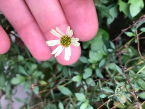 Mexican Fleabane