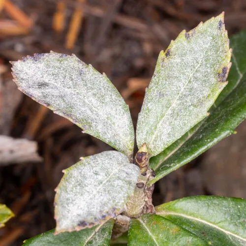 Erysiphe vaccinii