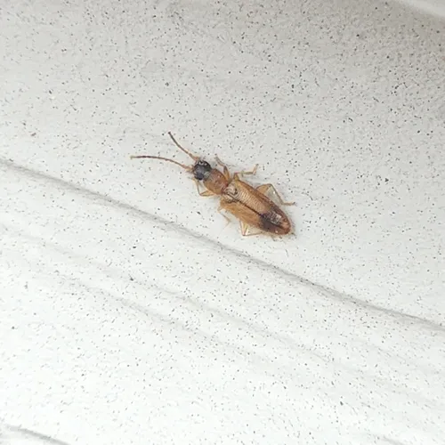 Black-headed Silvanid Beetle