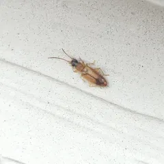 Black-headed Silvanid Beetle thumbnail 1