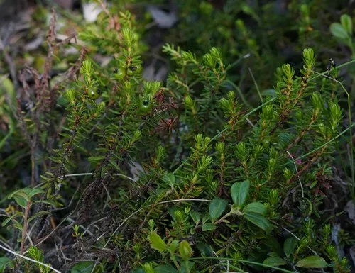 crowberry rust