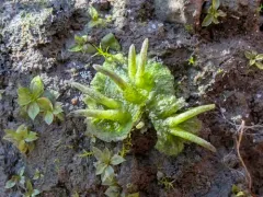 Macoun's anthoceros thumbnail 2