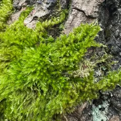 tree mat homalothecium moss thumbnail 4