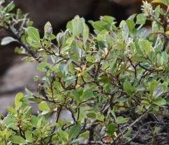 tea-leafed willow thumbnail 4