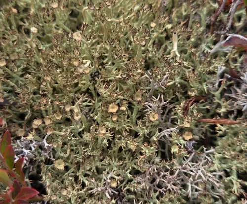 Quill Lichen
