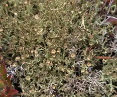 Quill Lichen thumbnail 1