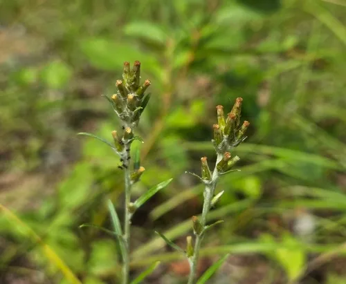 Woodland Cudweed