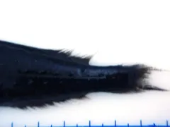 Bluntsnout Slickhead thumbnail 1