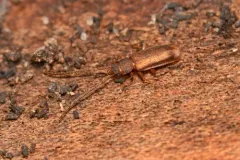 Uleiota dubia thumbnail 1
