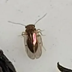 Large-winged Psocid thumbnail 2