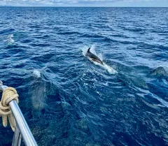 Atlantic White-sided Dolphin thumbnail 1
