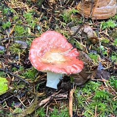 Russula mordax thumbnail 4