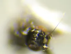 Aptilotus borealis thumbnail 4